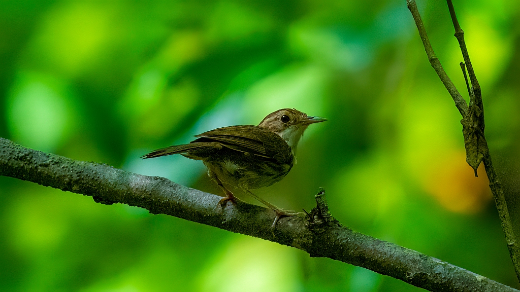 Puff-throated Babbler